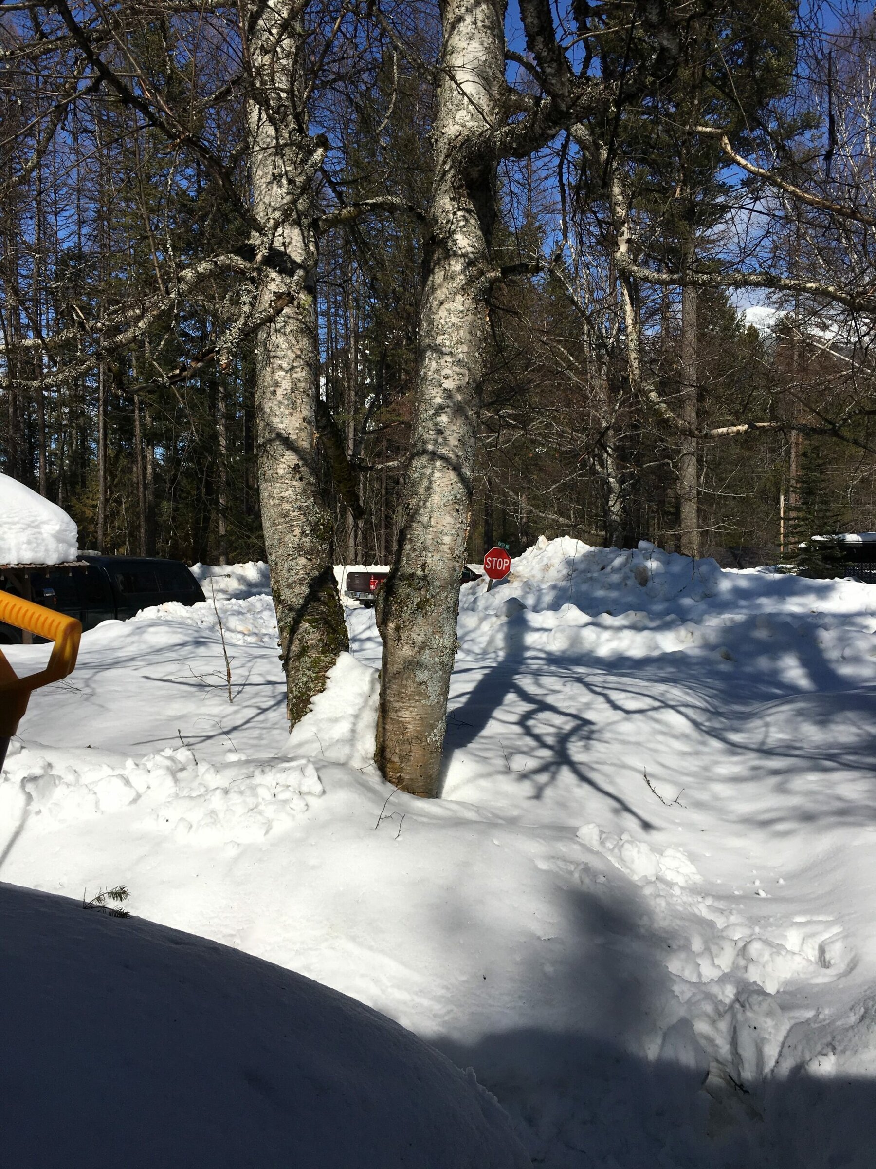 Seasons Through a Cabin Window 5 IMG 1179 e1527722704176 scaled