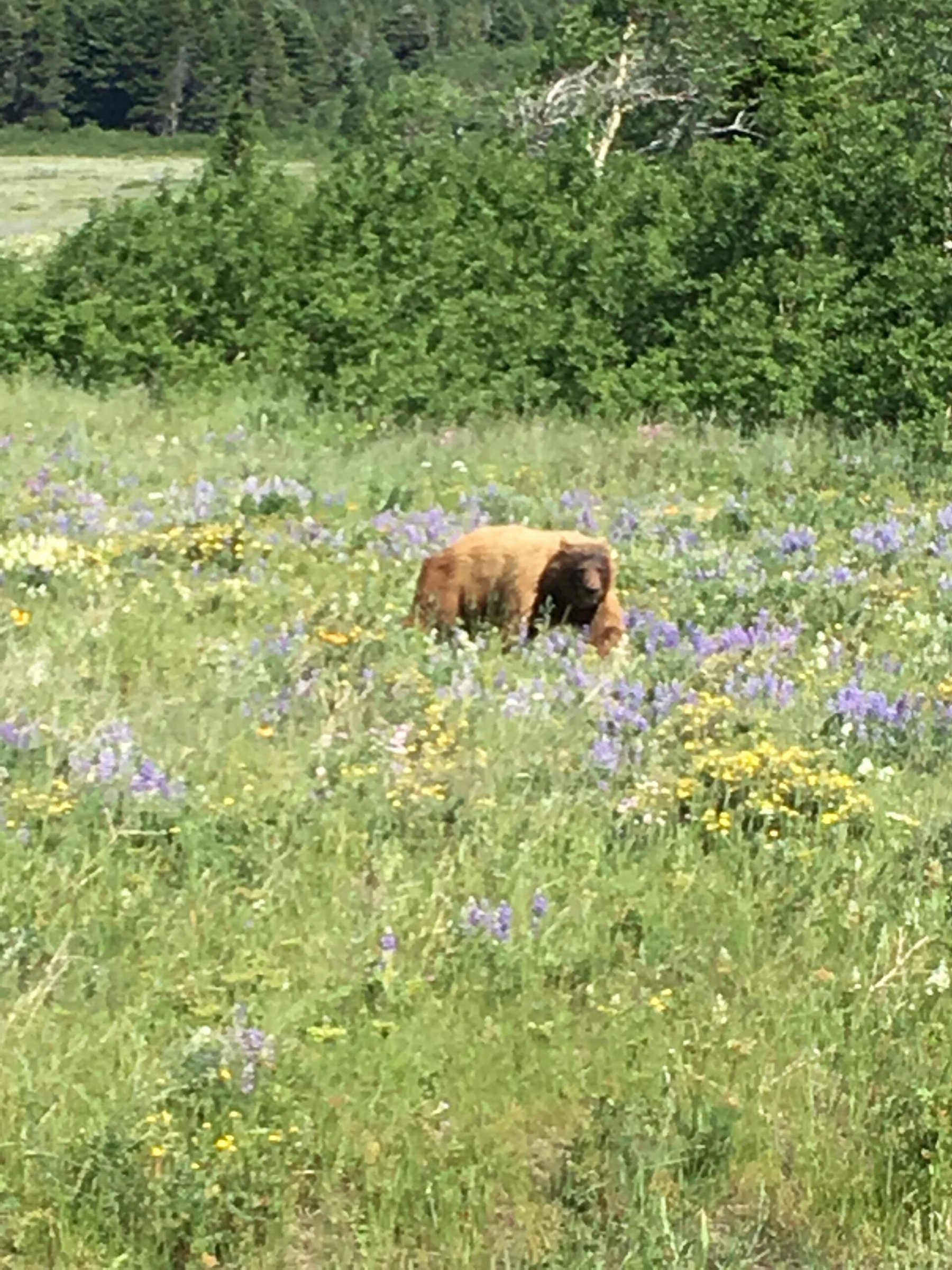 Guest Stories: From a Newborn Adoption to Grizzly Bears 2 IMG 1309 e1536362661907 scaled