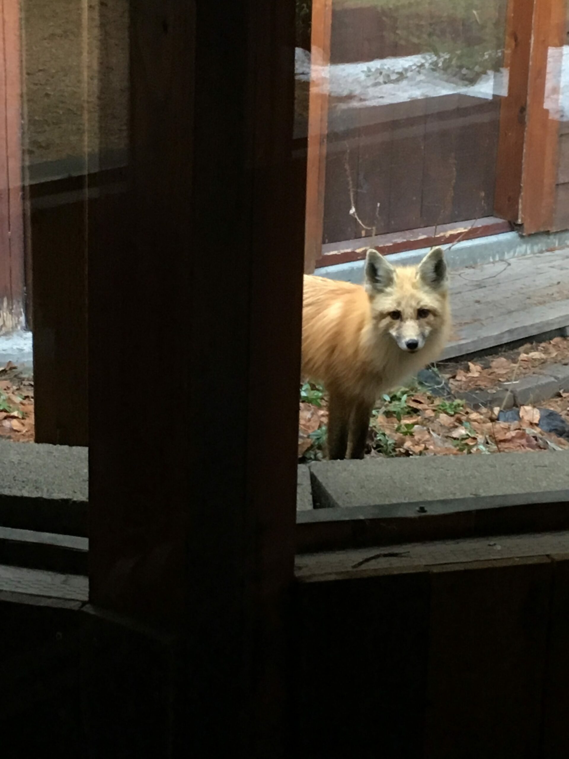 Spring Visitor 1 VisitingFox e1555712406842 scaled